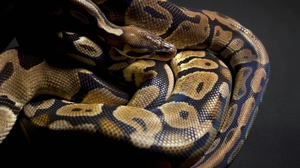 Footage of ball python on black background — Stock Photo, Image