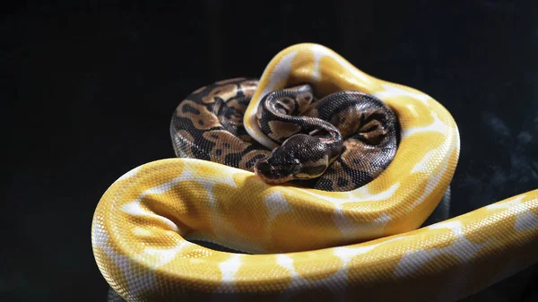 Foto de albino pequeno e fitão bola em vidro escuro — Fotografia de Stock