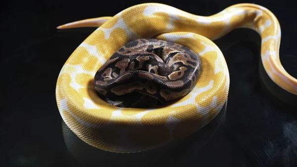 Foto de phyton albino y real sobre vidrio oscuro — Foto de Stock