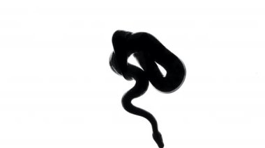 Siyah yılan silueti, alttan kamera.