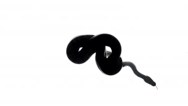 Images de silhouette python sur blanc, caméra du bas — Video