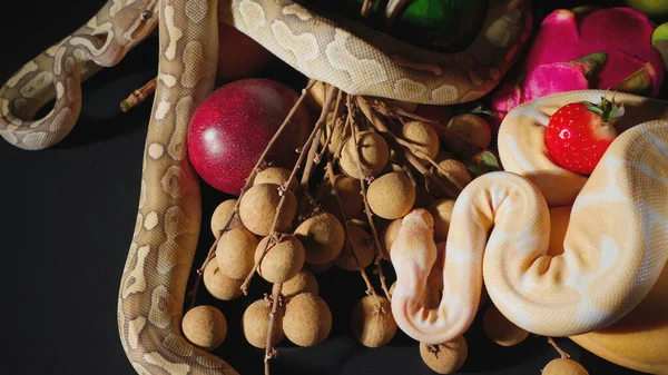 Съемка свежих экзотических фруктов и шариковых питонов — стоковое фото