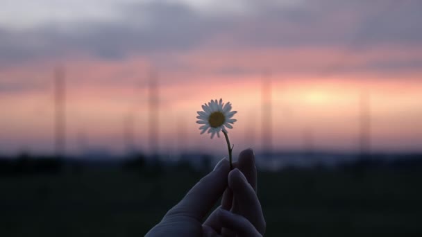 Chamomile in females hand and power line on sunset background — Stock Video