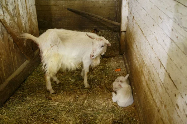 Çiftlikteki ahırda çocuklu bir keçi resmi — Stok fotoğraf