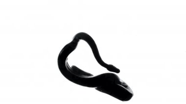 Beyaz arkaplanda yılan siluetinin görüntüsü