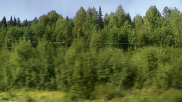 从移动的火车窗口观看夏末森林景观的视频 — 图库视频影像