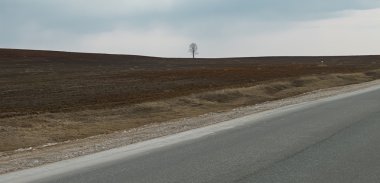 Yalnız ağaç görüntü