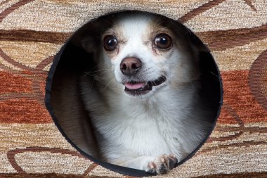 Görüntü köpek Chihuahua köpek kulübesi