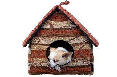 Fotoğraf sıkılmış köpek Chihuahua