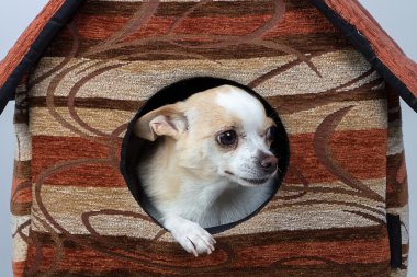 Yavru köpek kulübesi görüntüsünü