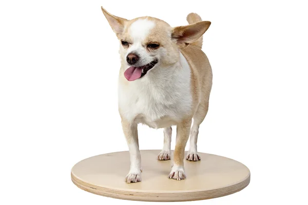 Isolated image of small dog — Stock Photo, Image