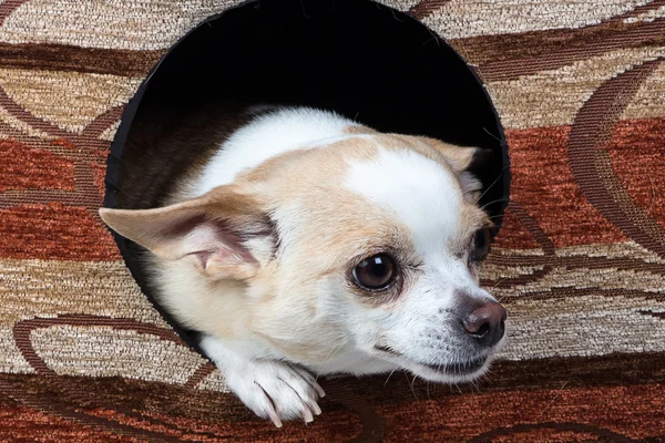 Photo de chihuahua dans la niche — Photo