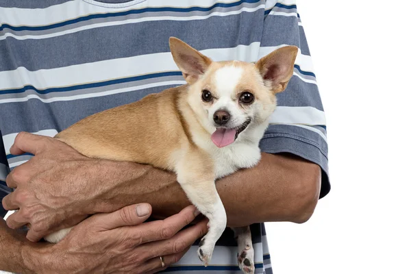 Bilde av den lille hunden som sitter på mannens hender – stockfoto