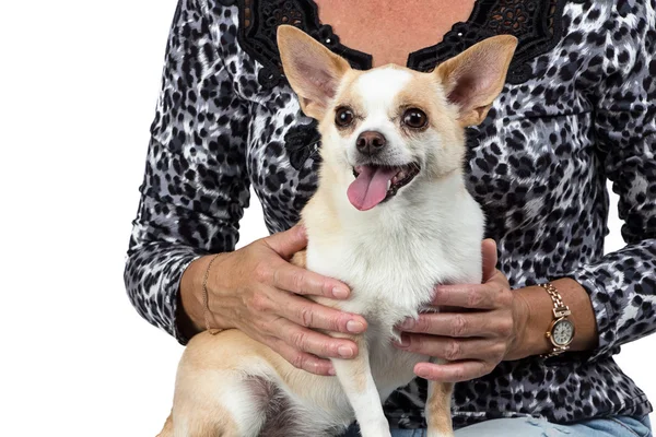 Photo of the small dog sitting on womans lap — Stock Photo, Image