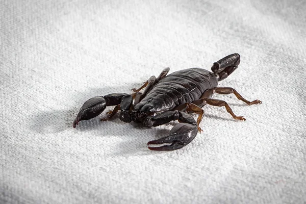 Imagem do escorpião — Fotografia de Stock