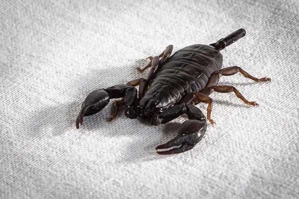 Foto do escorpião vivo — Fotografia de Stock