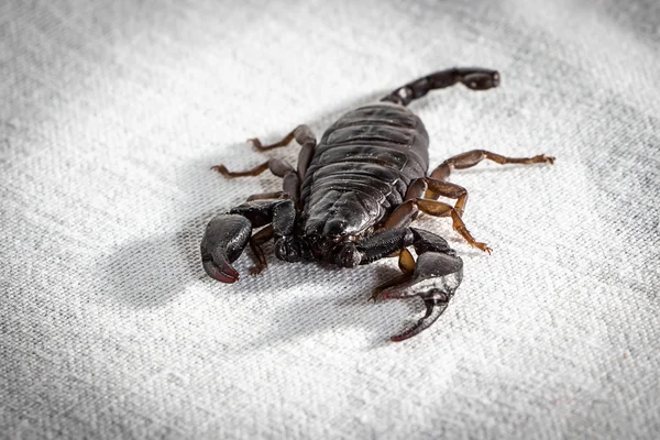 Foto do escorpião vivo em tecido — Fotografia de Stock