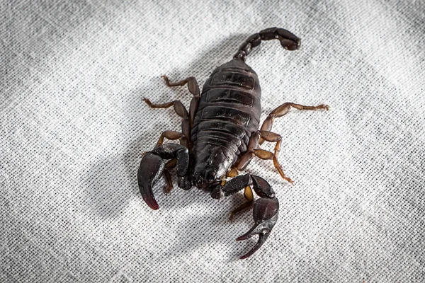 Imagem do escorpião vivo em tecido — Fotografia de Stock