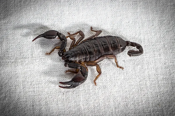 Foto do escorpião vivo escuro em tecido — Fotografia de Stock