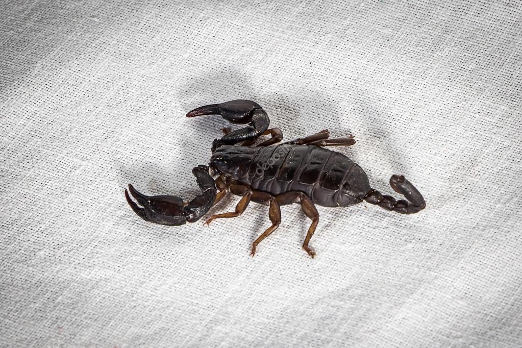 Photo of the scorpion