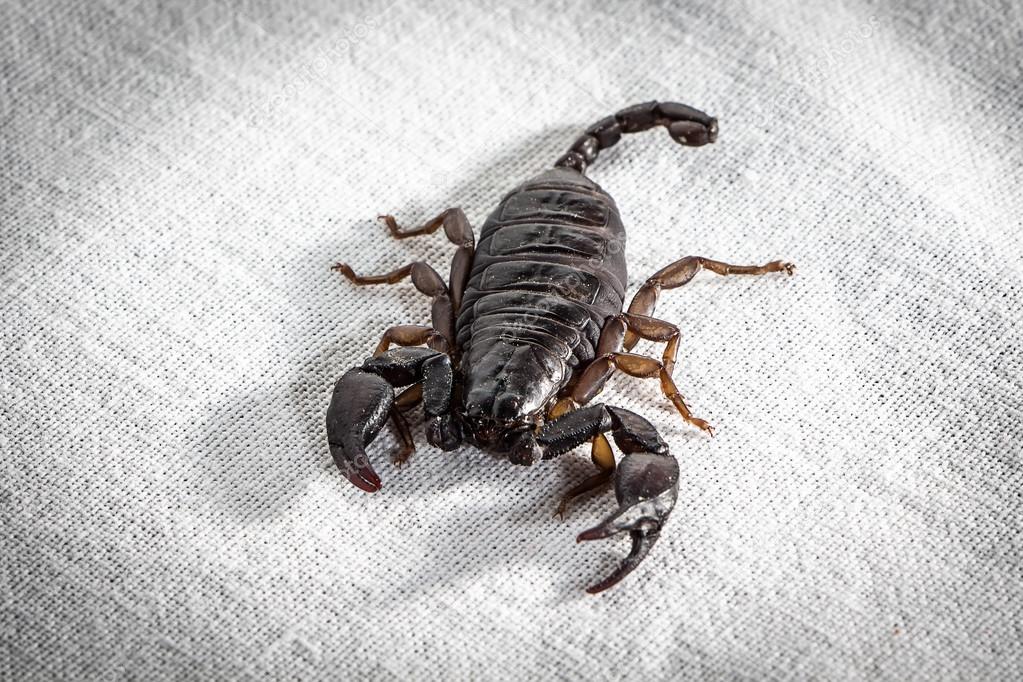 Image of the dark alive scorpion