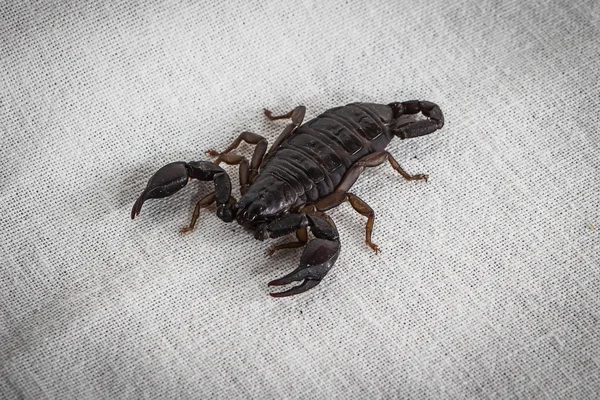 Foto de um escorpião — Fotografia de Stock