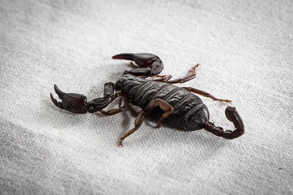 Foto do escorpião sobre branco — Fotografia de Stock