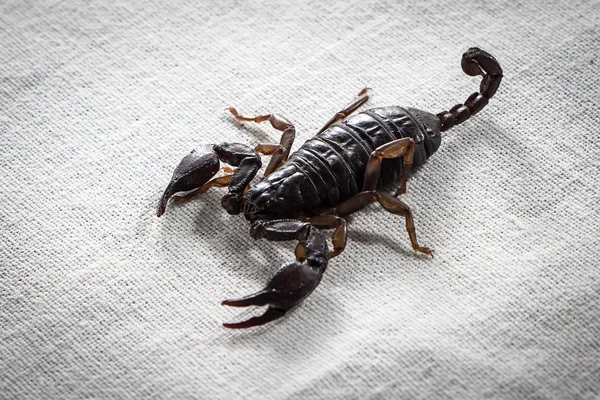 Photo of small scorpion — Stock Photo, Image
