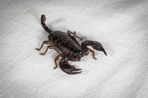 Foto do escorpião — Fotografia de Stock