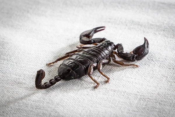 Foto do escorpião das costas — Fotografia de Stock