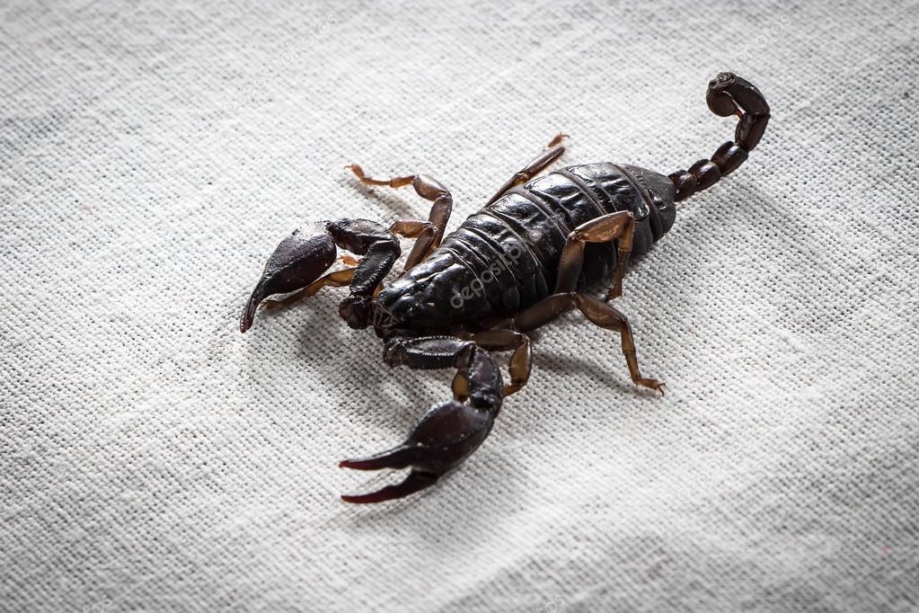 Photo of small scorpion