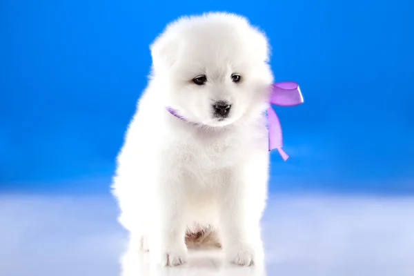 Imagen de cachorro de raza Samoyed —  Fotos de Stock