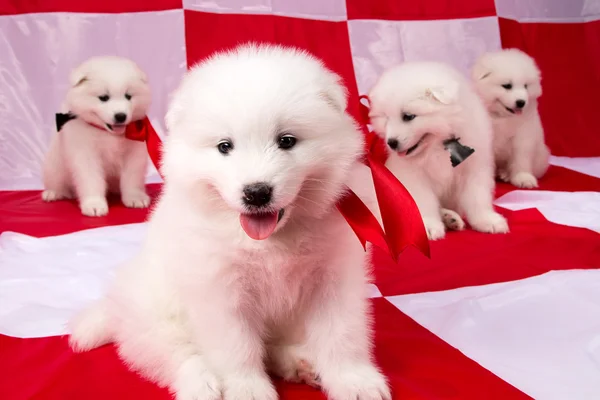 Immagine di cuccioli Razza di Samoyed — Foto Stock