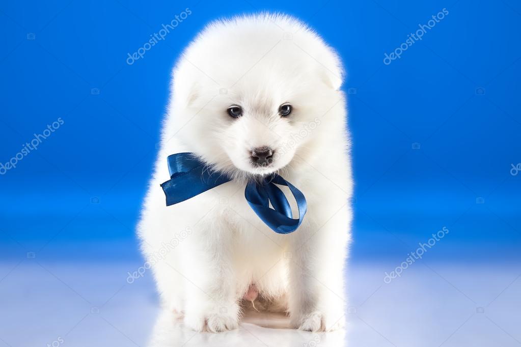 Blue Eyes Samoyed Image Of Cute Puppy Samoyed Breed — Stock Photo