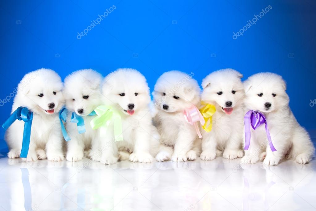 Image of puppies Samoyed breed