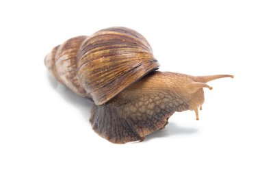 Büyük salyangoz fotoğrafı 