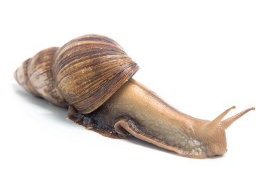 Gezinme salyangoz fotoğrafı 