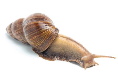 Fotoğraf Tarama Achatina 