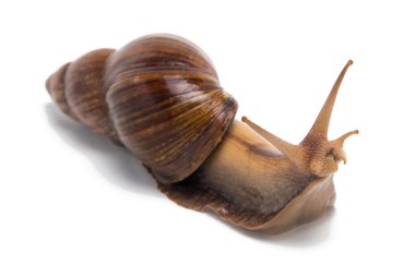 Merak Achatina fotoğrafı 