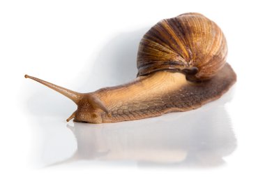 Achatina görüntü ile cornicle kadar