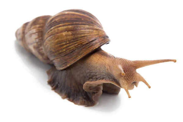 Image of big snail — Stock Photo, Image