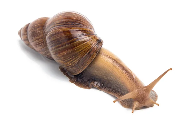 Image of crawling Achatina — Stock Photo, Image