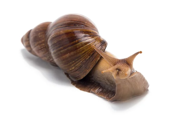 Bild der neugierigen Achatina — Stockfoto