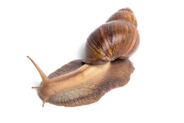 Wizerunek ślimak brązowy — Zdjęcie stockowe
