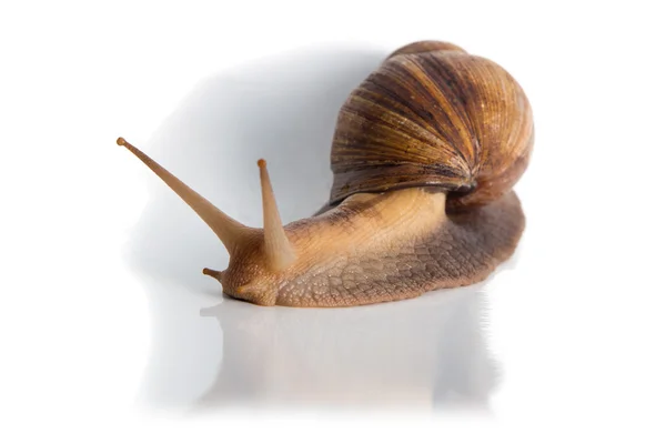 Foto de Achatina com cornicle up — Fotografia de Stock