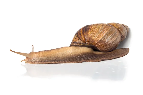 Zdjęcie z ślimak brązowy - pełnej długości — Zdjęcie stockowe