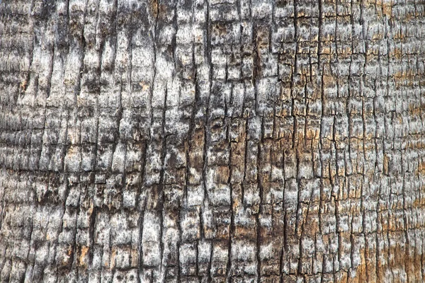 Corteccia di foto di un vecchio albero — Foto Stock