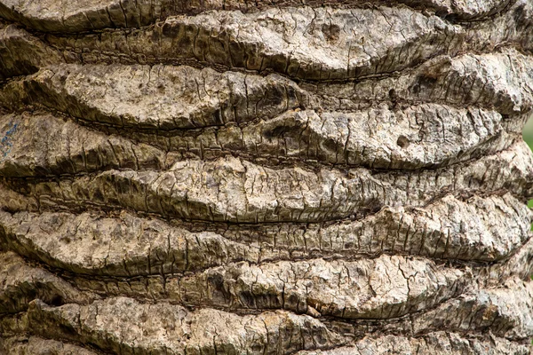 旧的棕榈树的照片树皮 — 图库照片