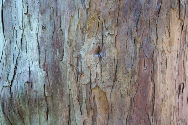Foto helle Farbe Rinde eines Baumes — Stockfoto