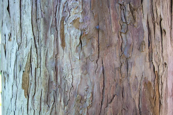 Corteccia marrone chiaro di fotografia di un albero — Foto Stock